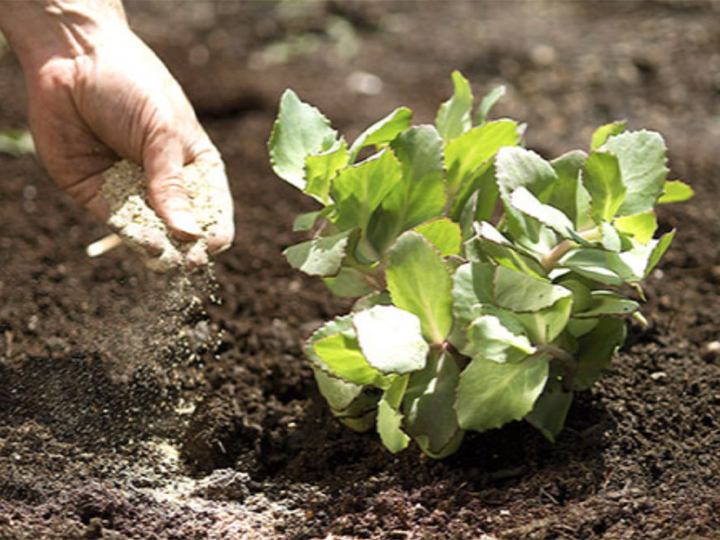 Natural Fertilizer